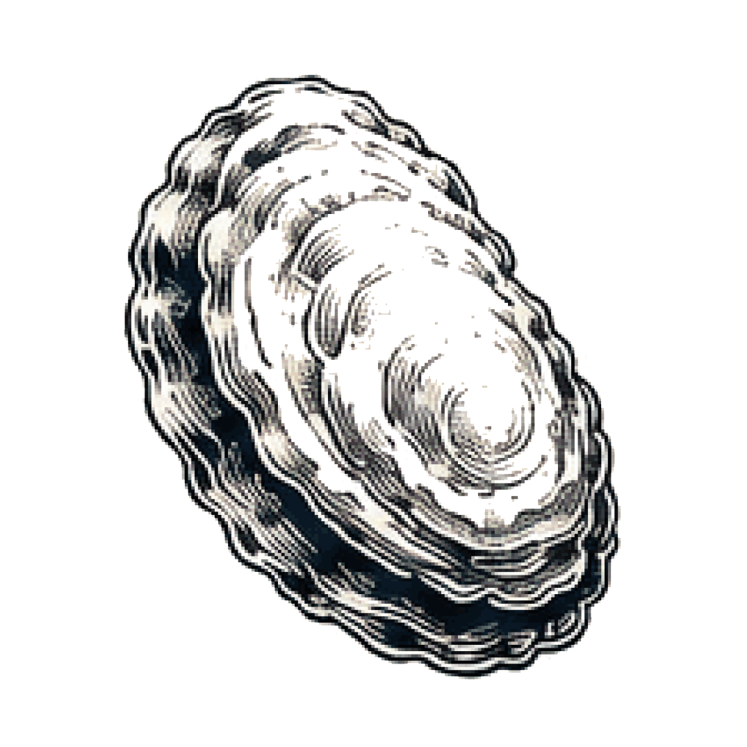 Closed oyster illustration