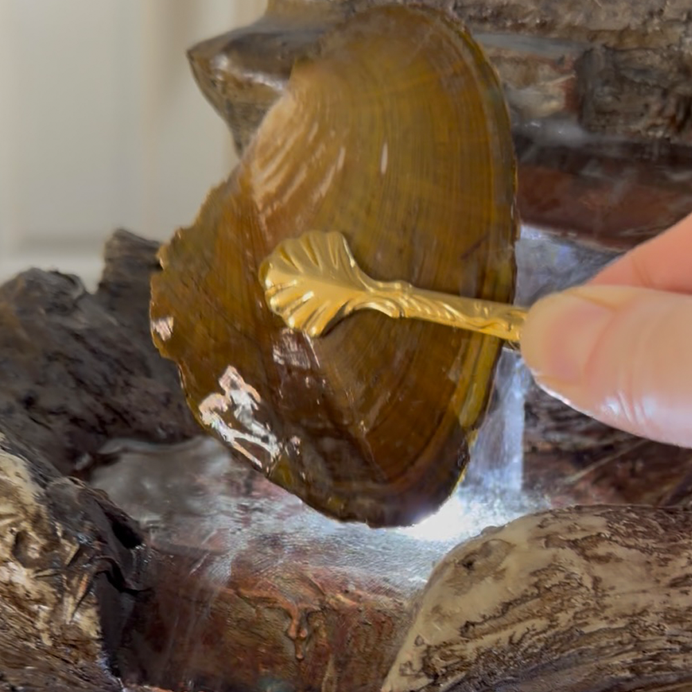 A pearl oyster being selected